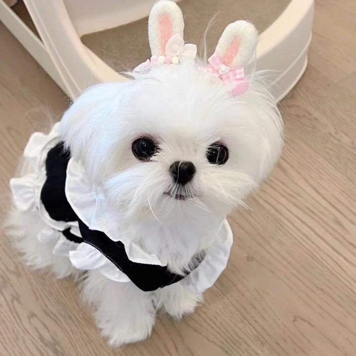 小贾不假