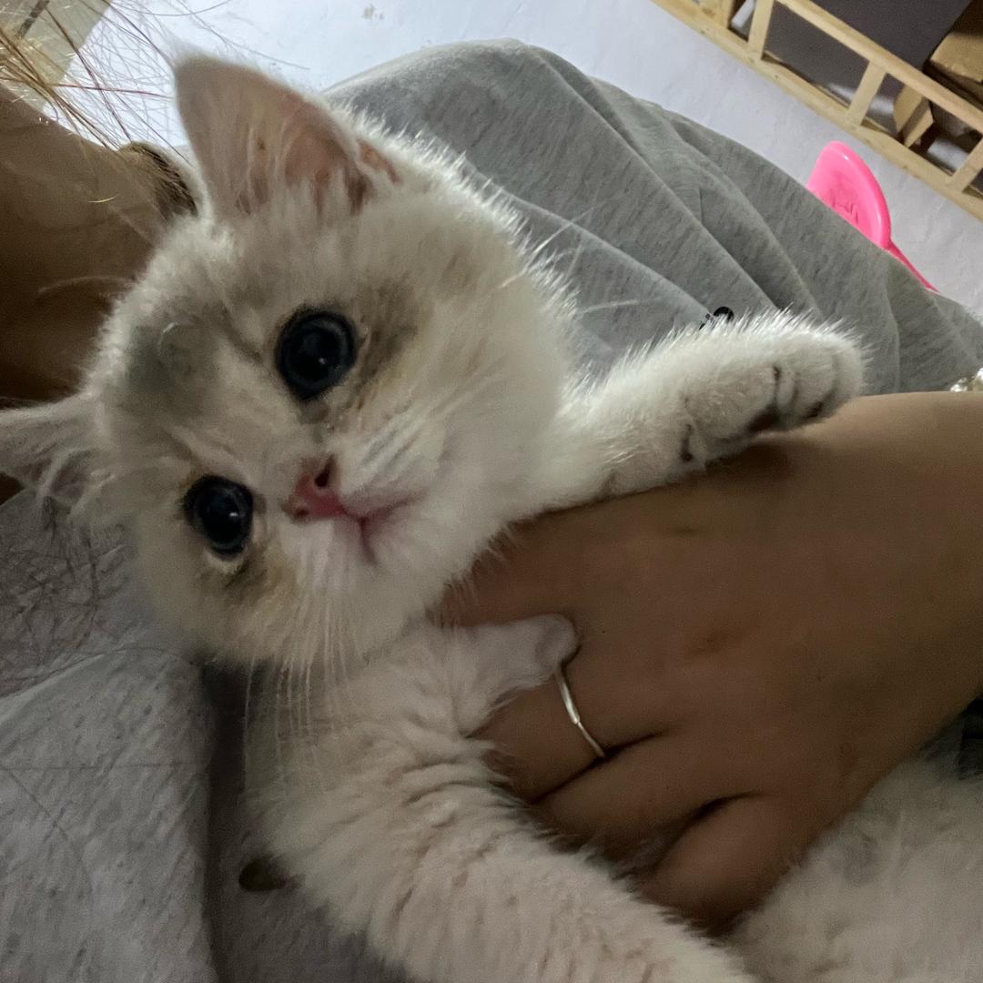 养只傻猫叫贴贴.