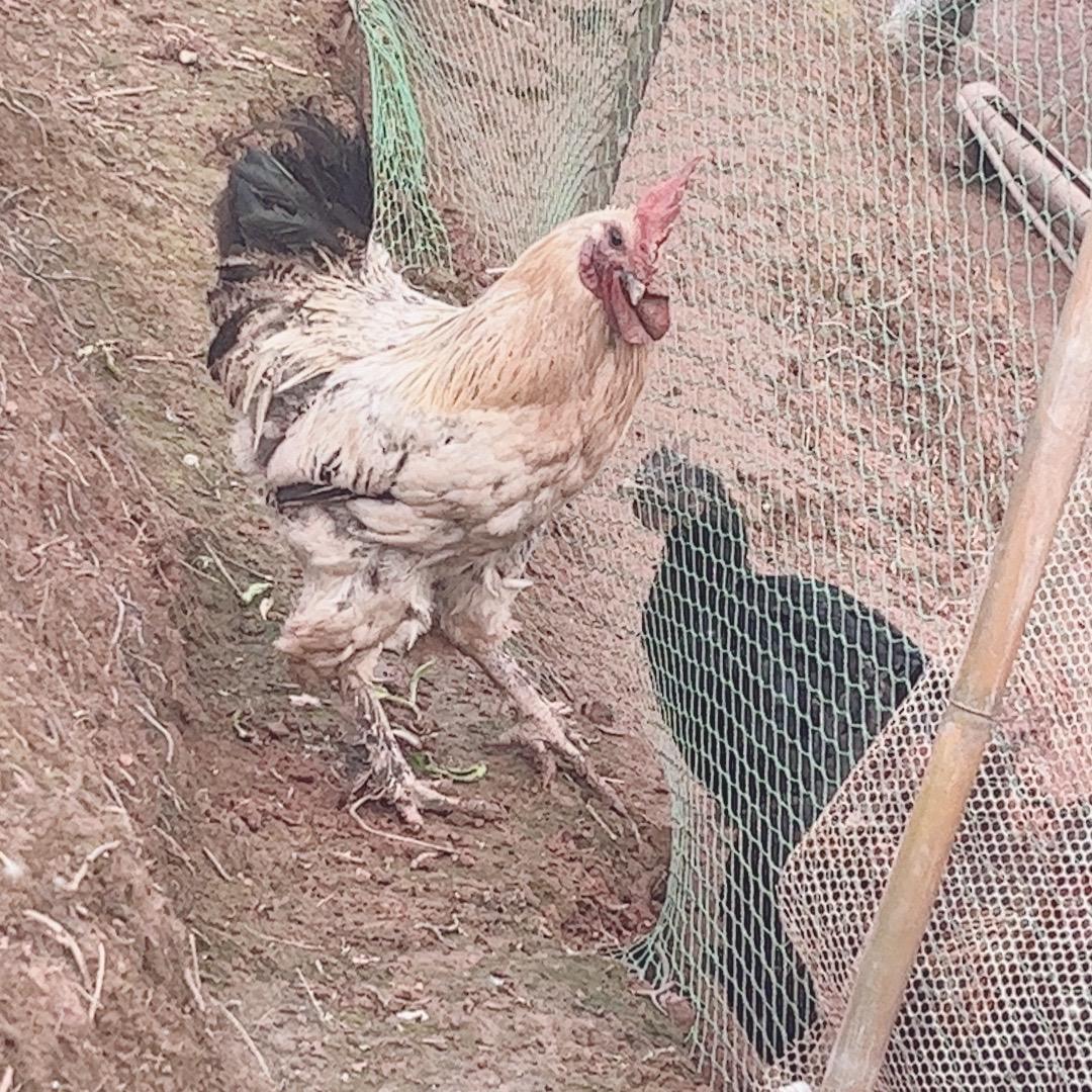 帅农甄选土特产