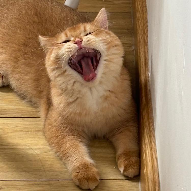 草莓是只猫喵