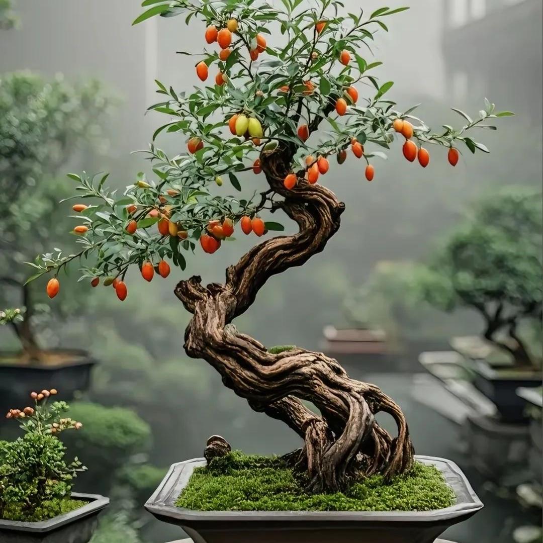 兰兰盆景