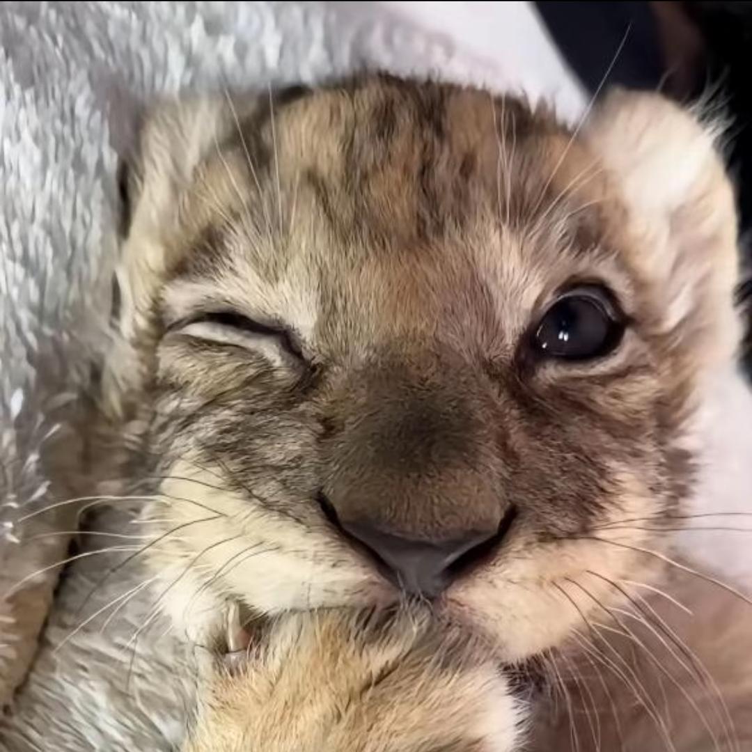 蛋挞