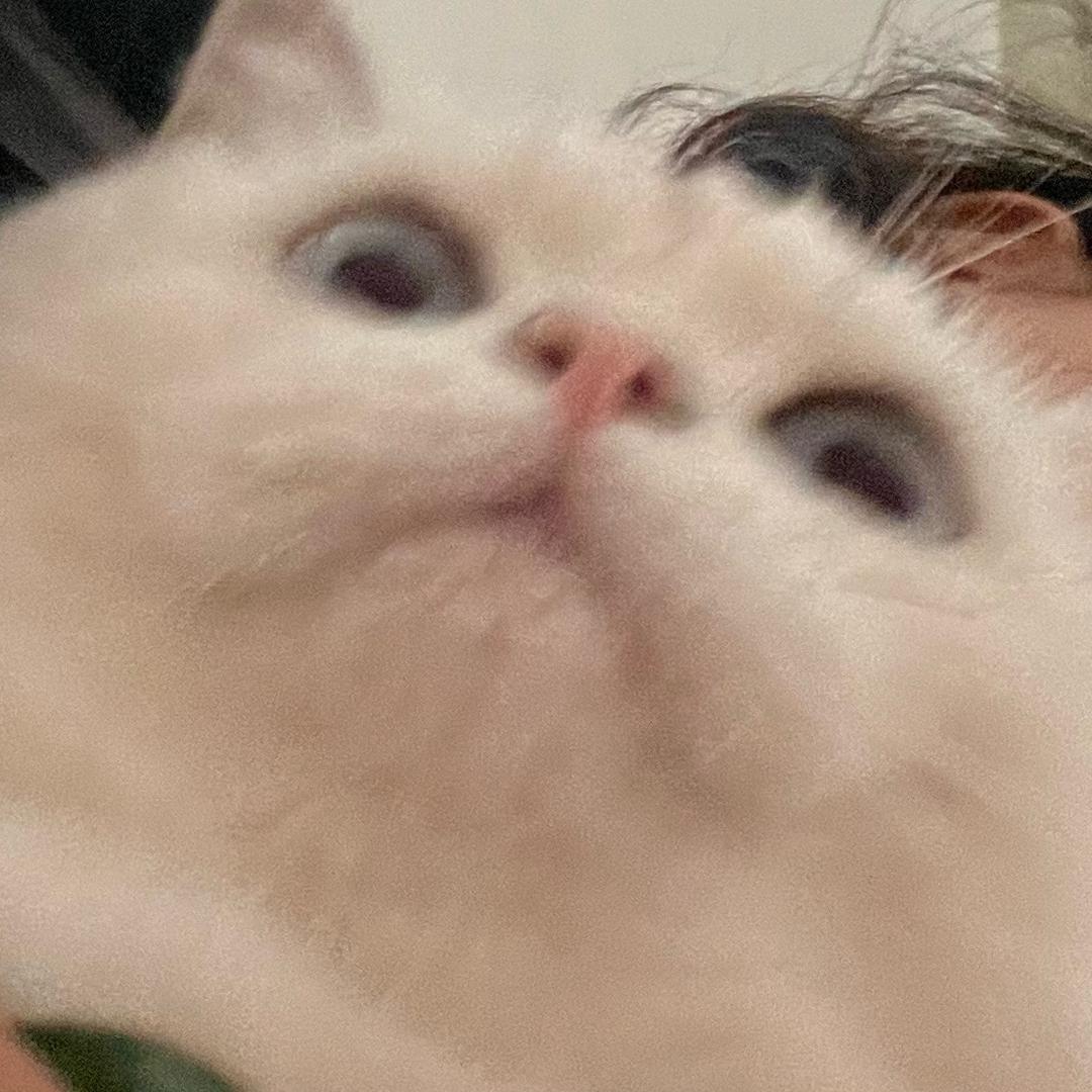 乐猪不吃鱼🐟