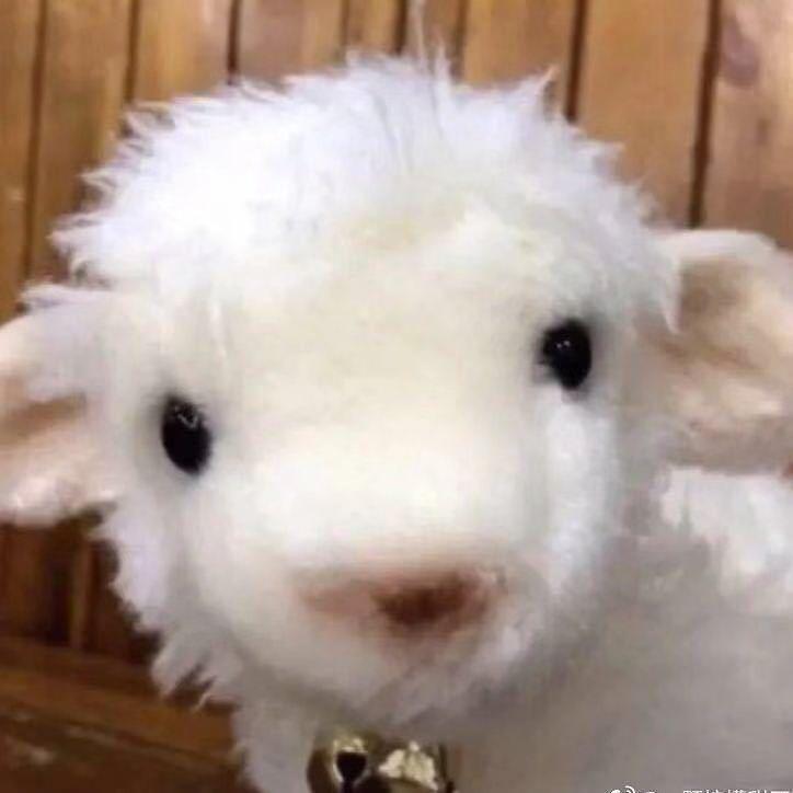 苍淼