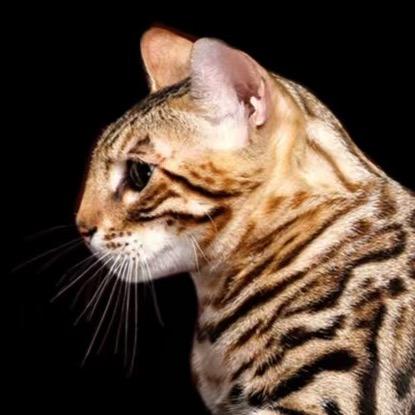 孟加拉豹猫炎黄猫舍