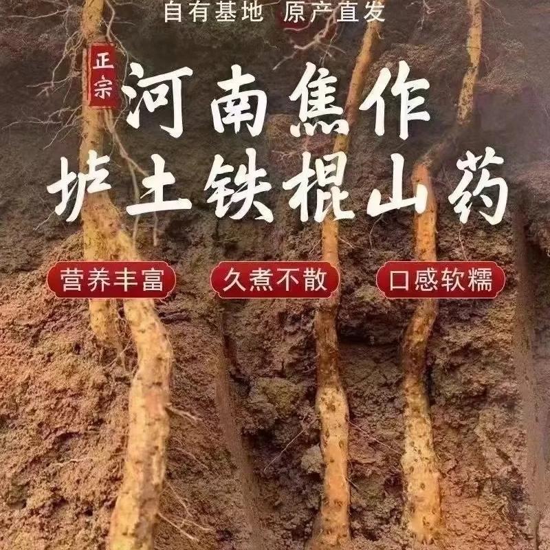 焦作温县依依家铁棍