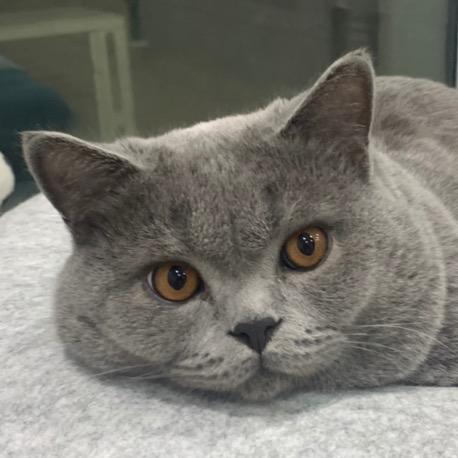 狗蛋是只18斤的蓝猫