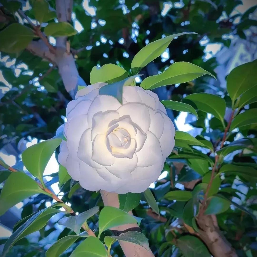 山茶花小姐