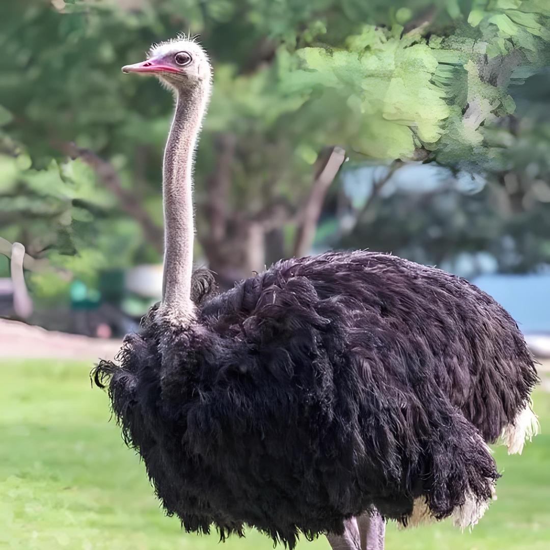 鸵鸟孔雀珍禽养殖基地