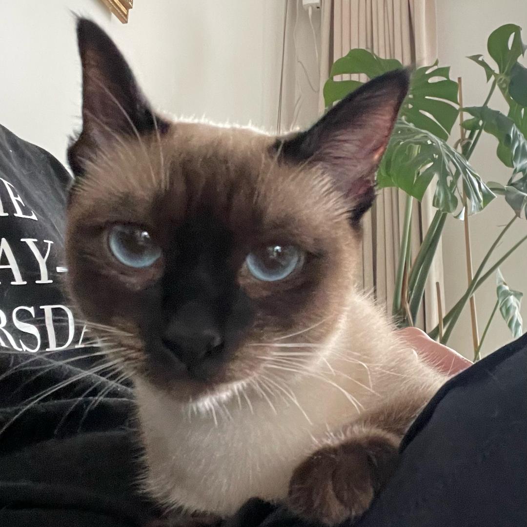 糙哥说养猫