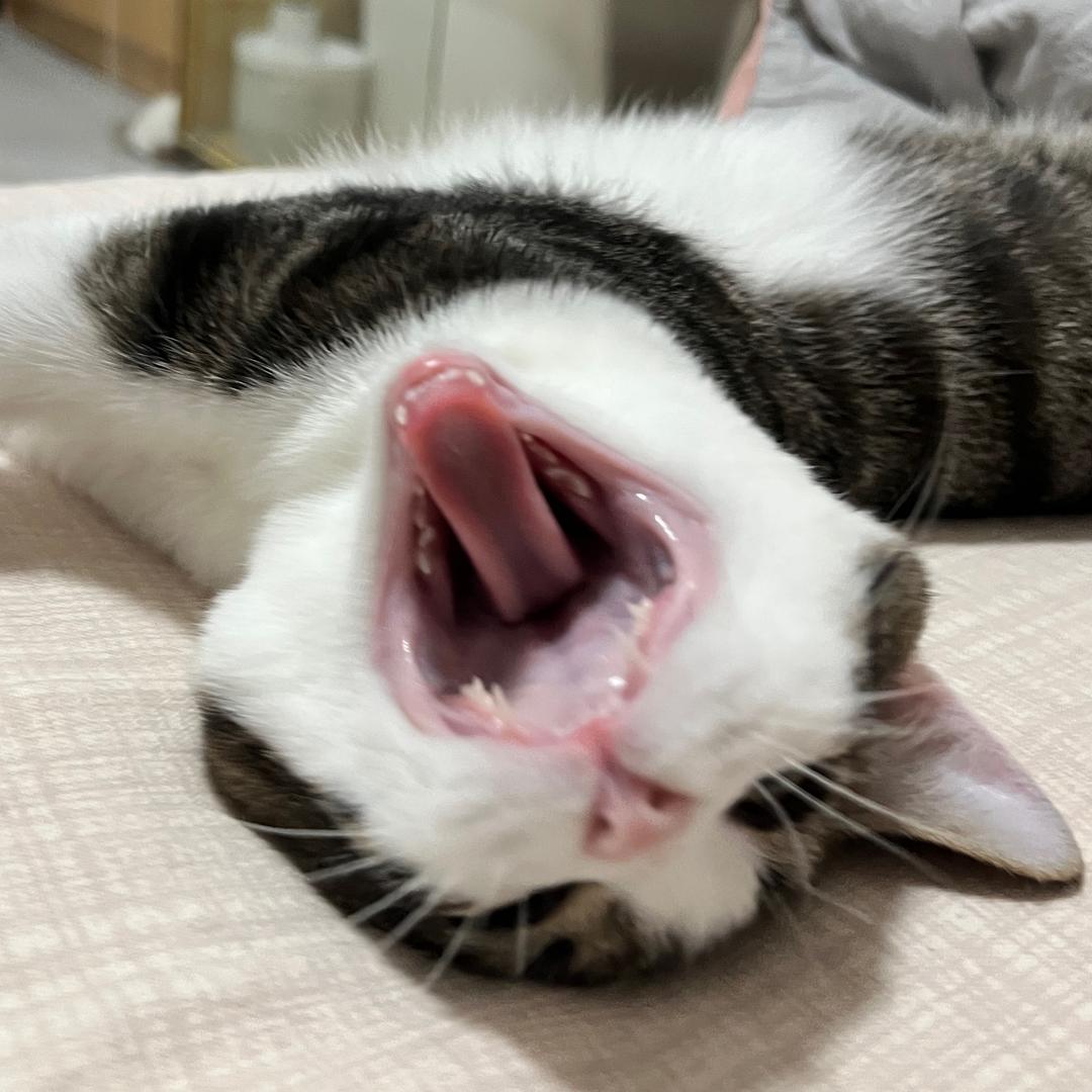 小🐟昭昭