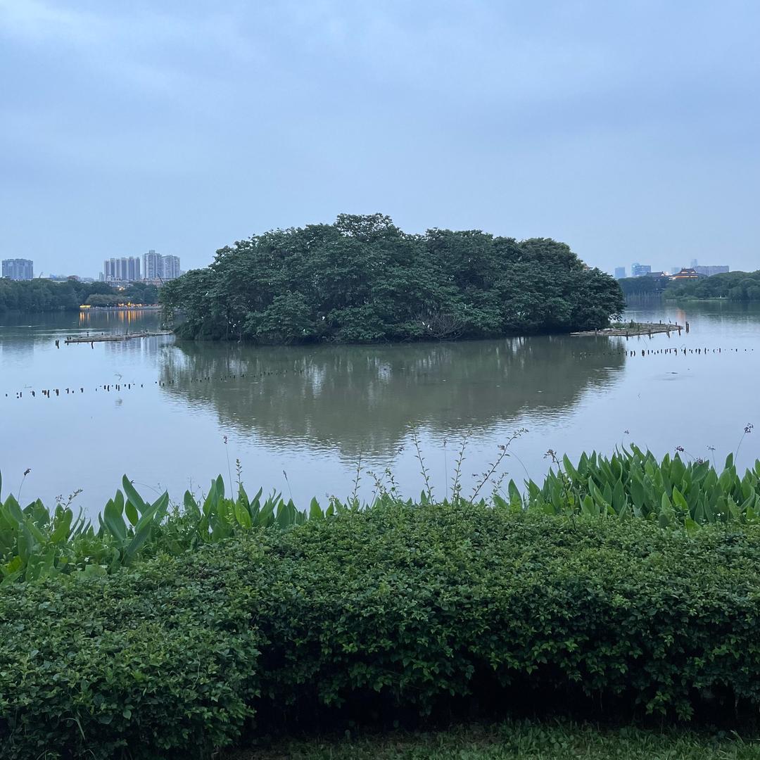 橙多多