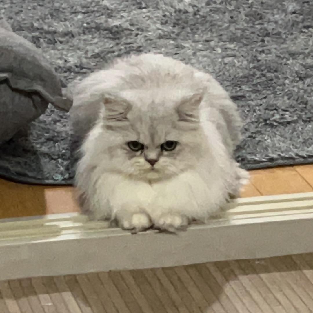 SD大脸猫猫