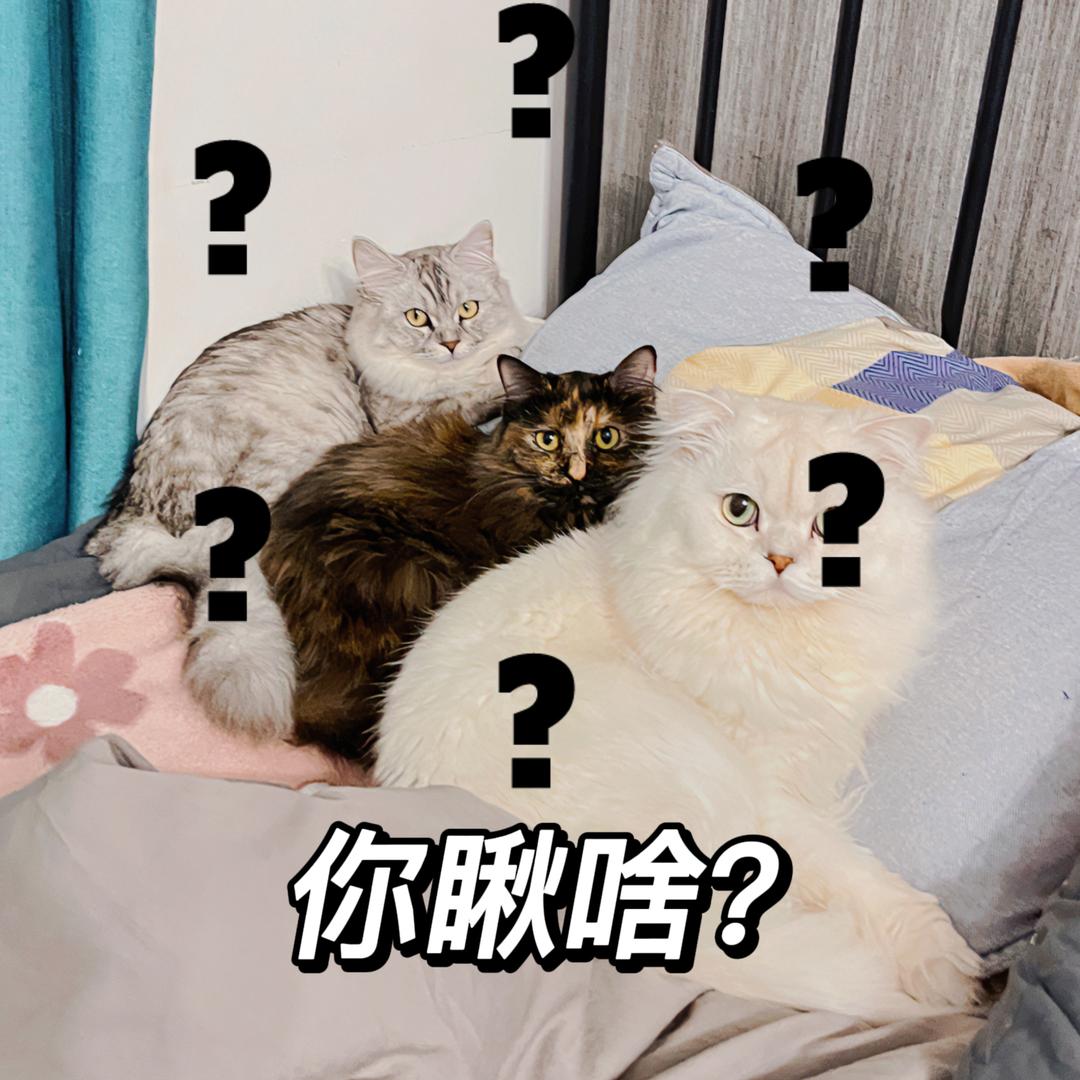 阿米的吉祥三宝子