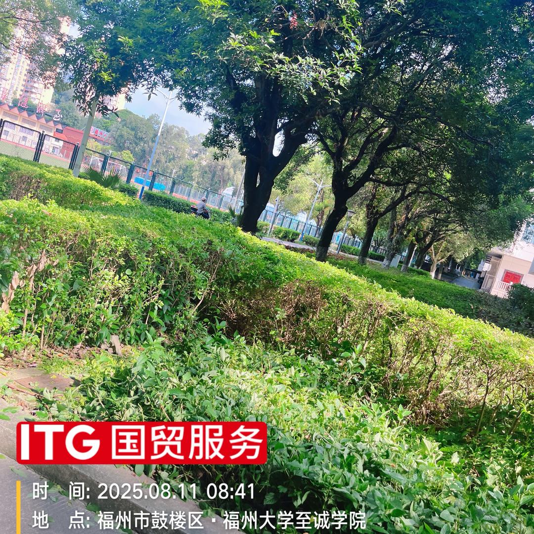 一颗榕树