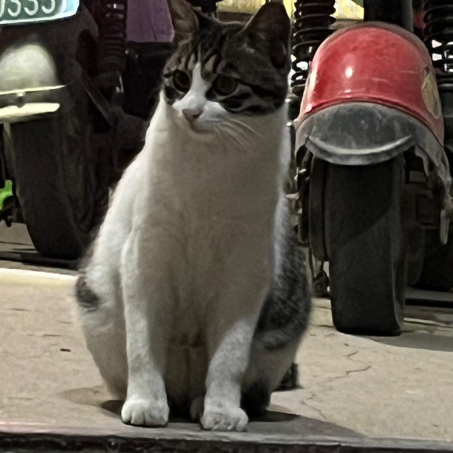 🌈猫猫咪呀