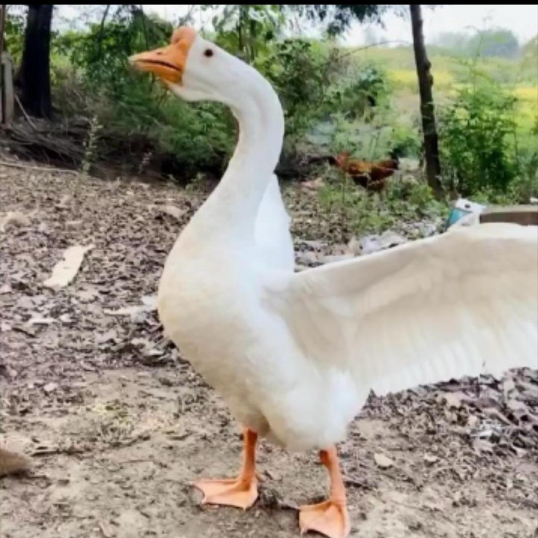 农家散养大白鹅