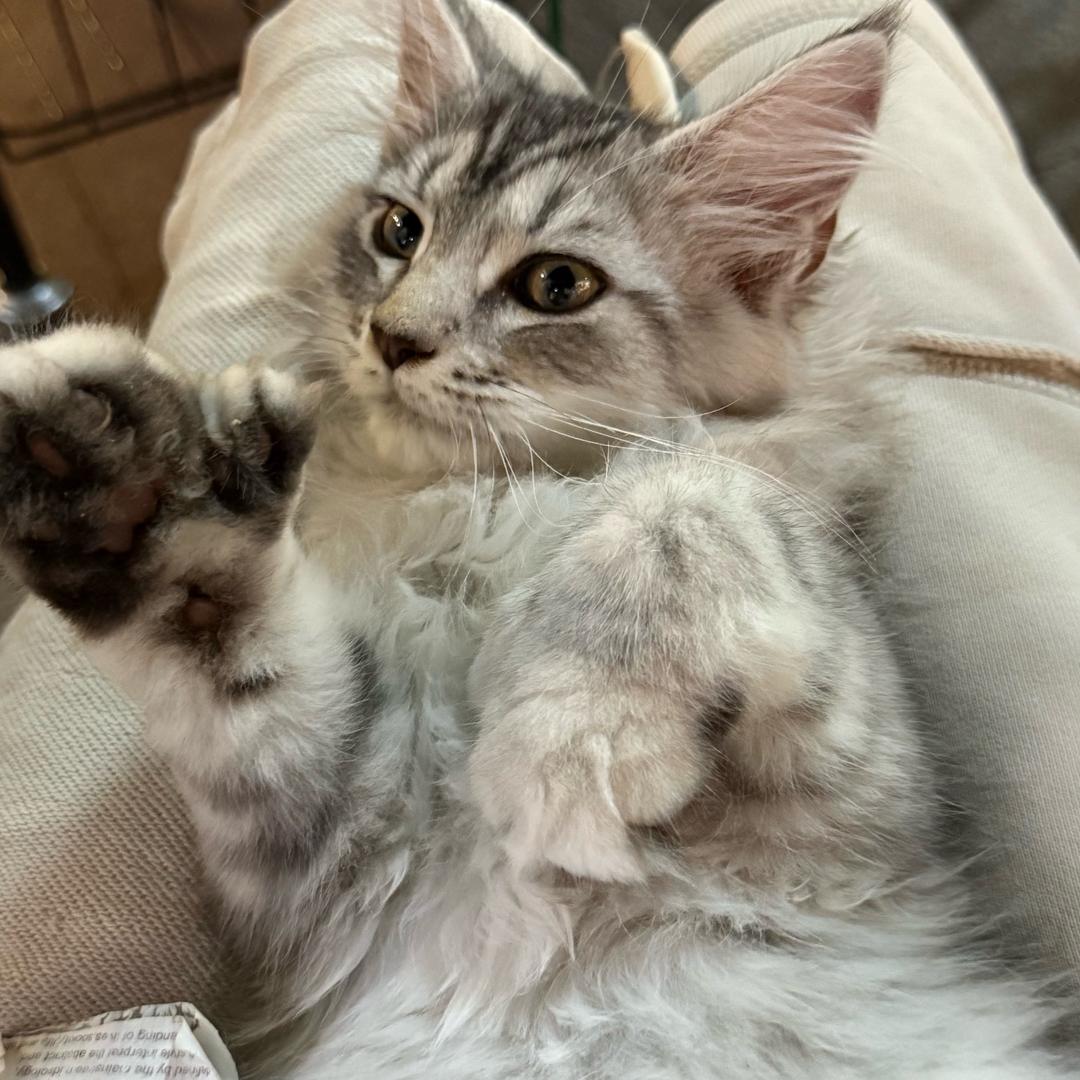 安诺的猫