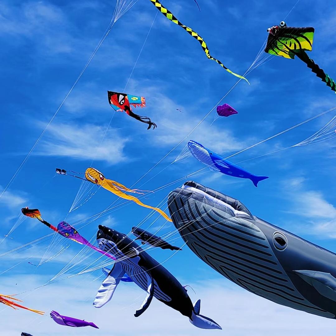齐鲁鸢飞户外风筝