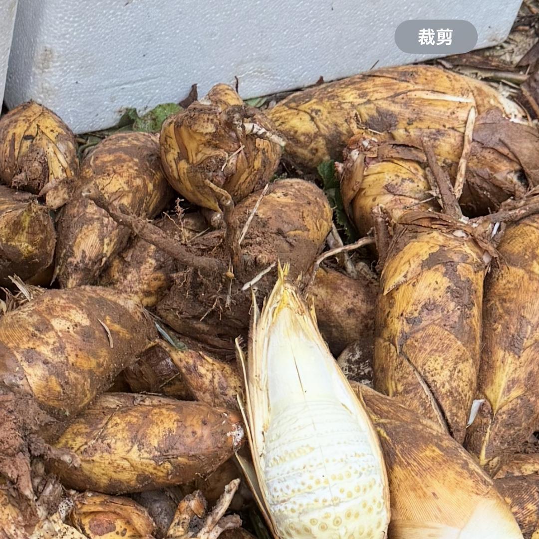 现挖冬笋赤水老桥竹木优品小铺