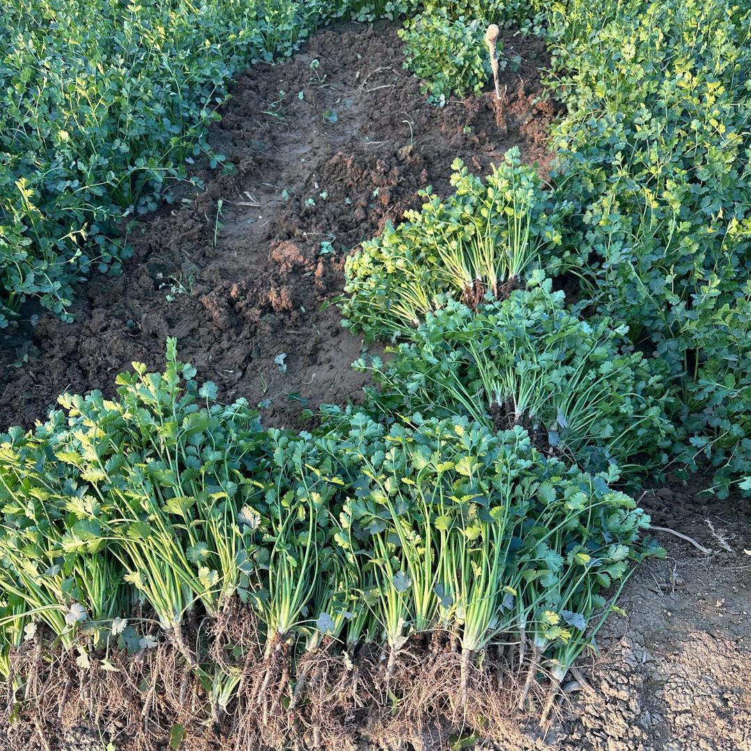 阿芳现摘蔬菜直卖