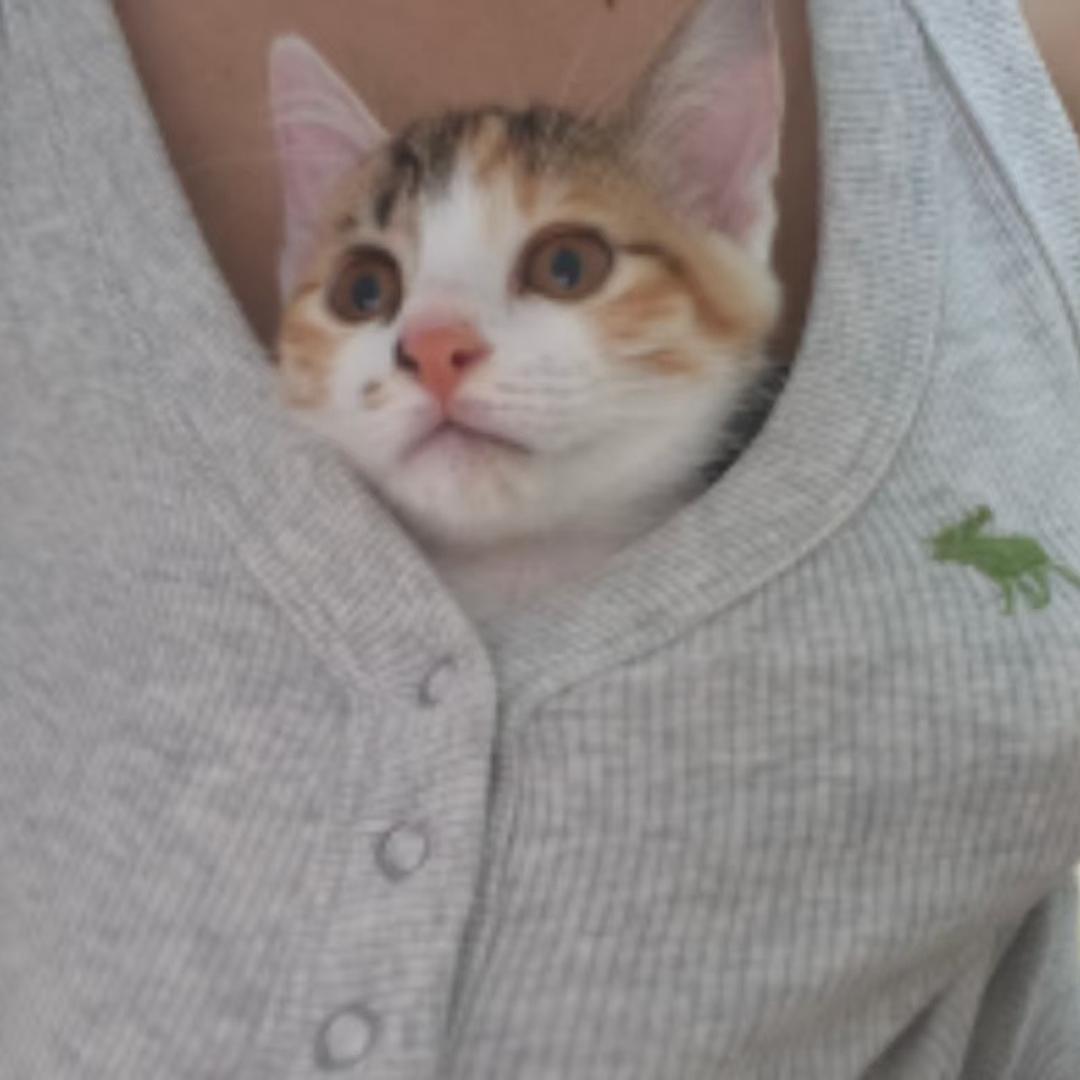 安猪💕