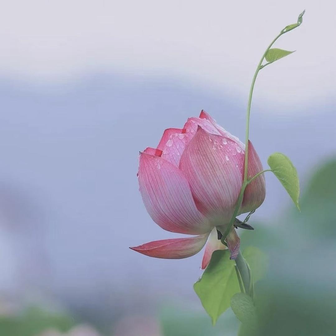 武夷山春茗阁岩茶厂