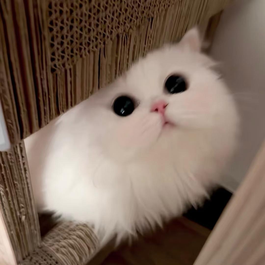 𝑩𝒂𝒓𝒃𝒊𝒆🎀