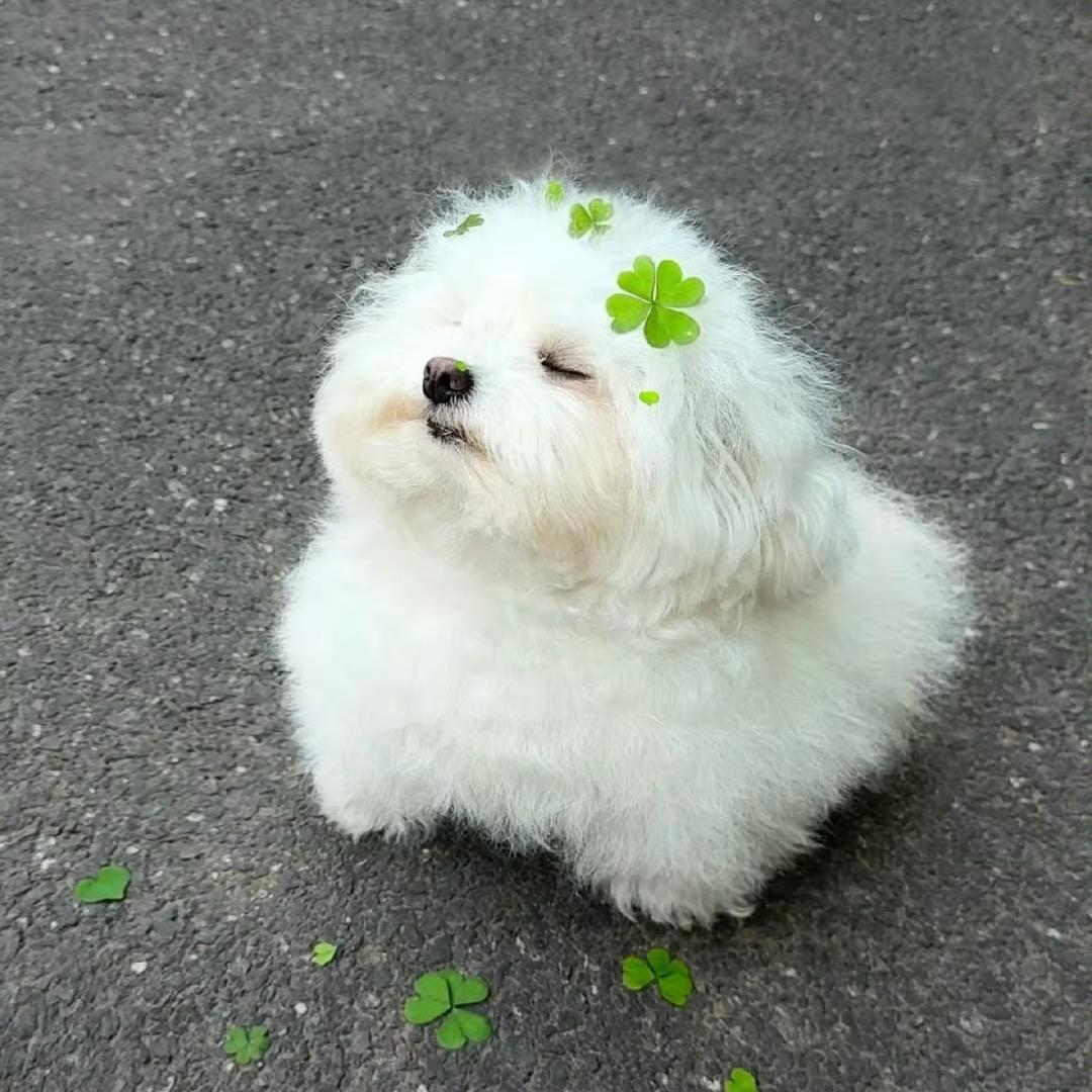 此人玻璃心