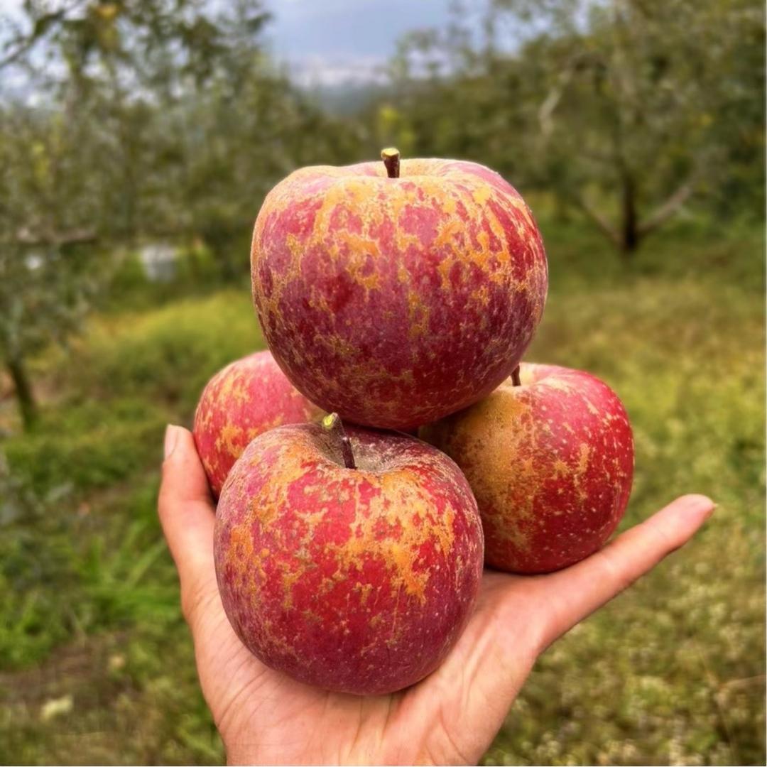 云南昭通苹果 春夏秋冬果园