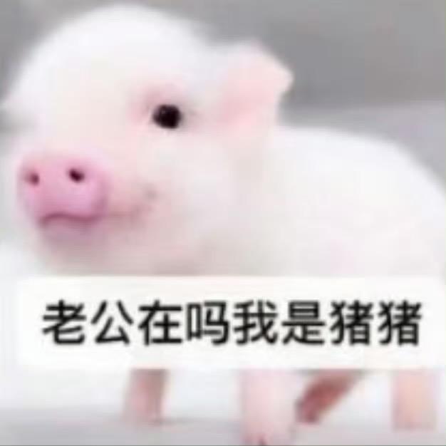 猫咪