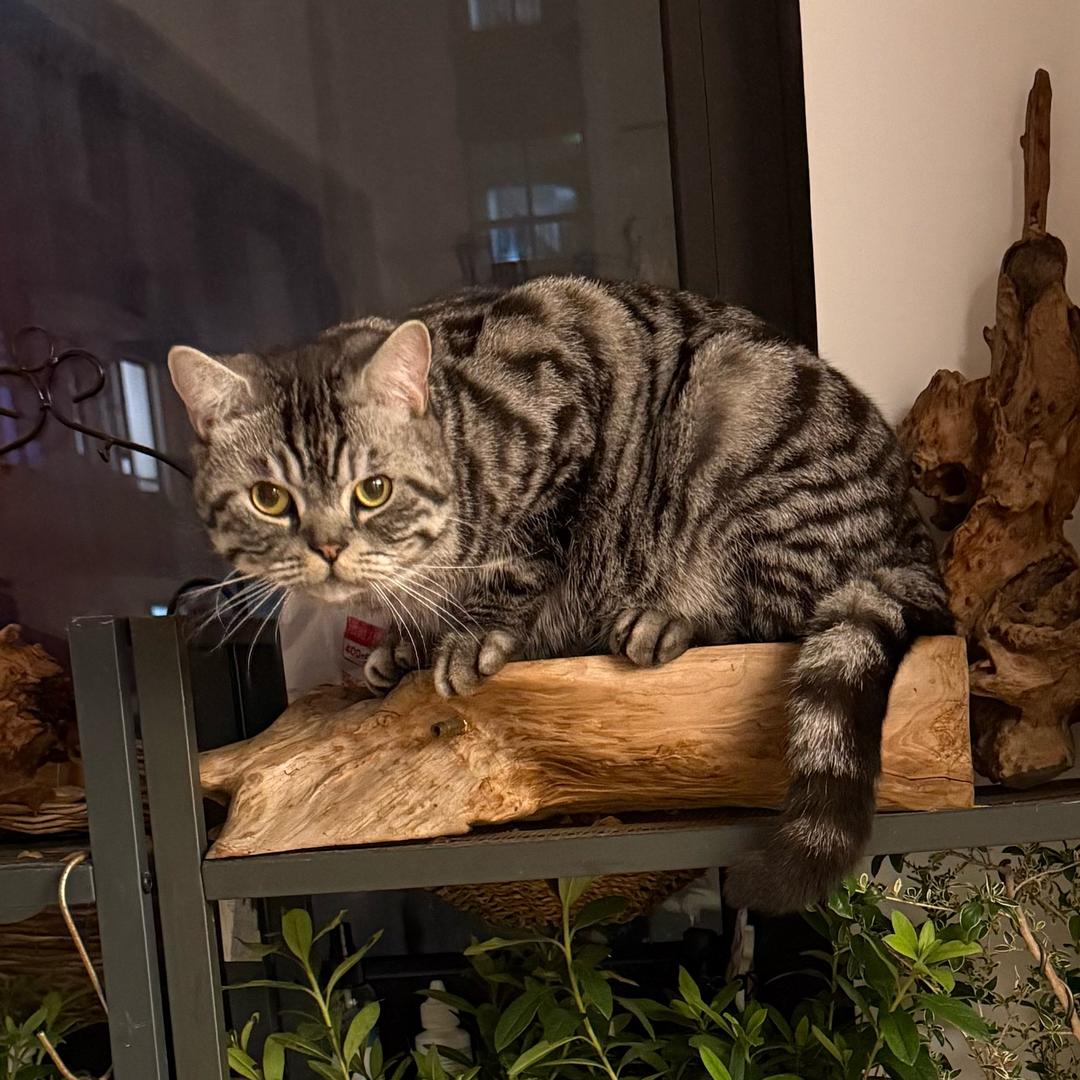 笙笙猫狗日记