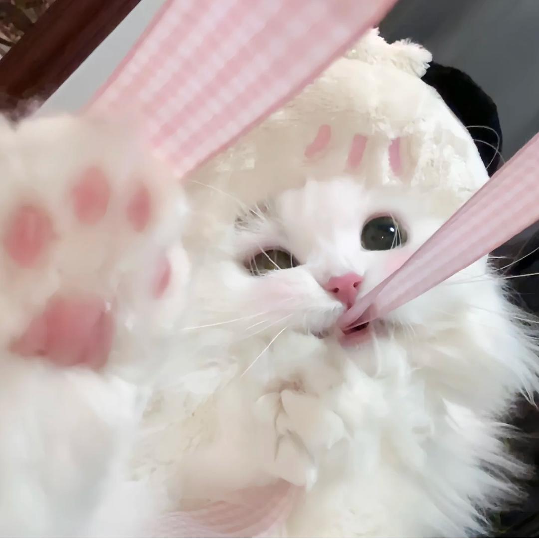 清纯o子