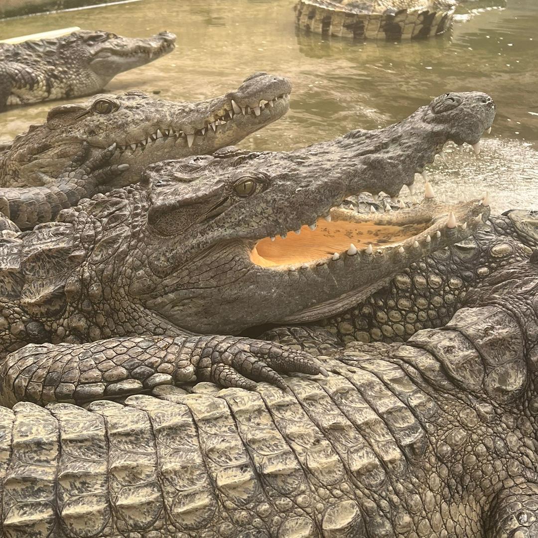 温州嘉溪鳄鱼场