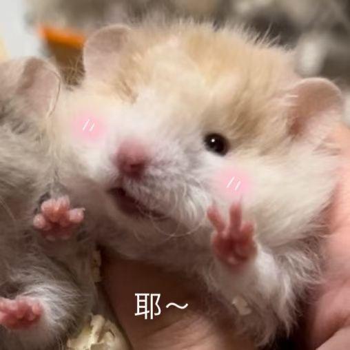 鼠鼠贩卖机/古扎