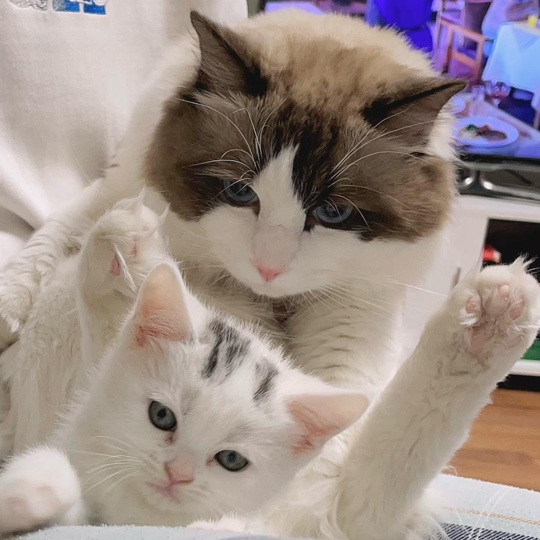妙多多猫先生