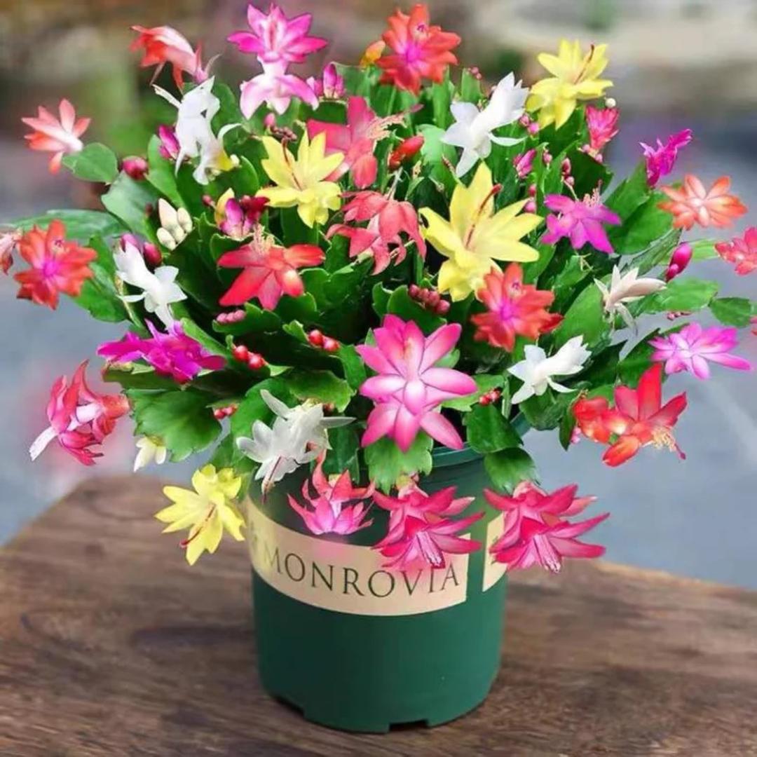 逸香阁花店