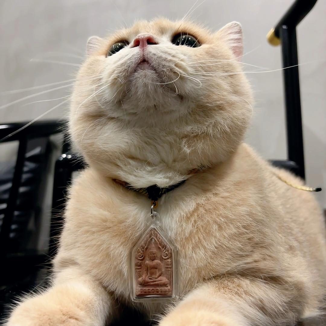 猜也🇹🇭