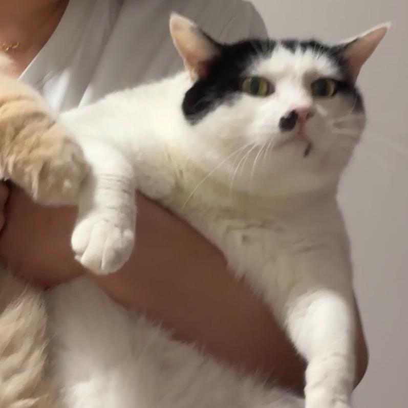 奶牛大王范小咪