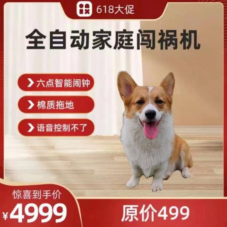 毛宝宝