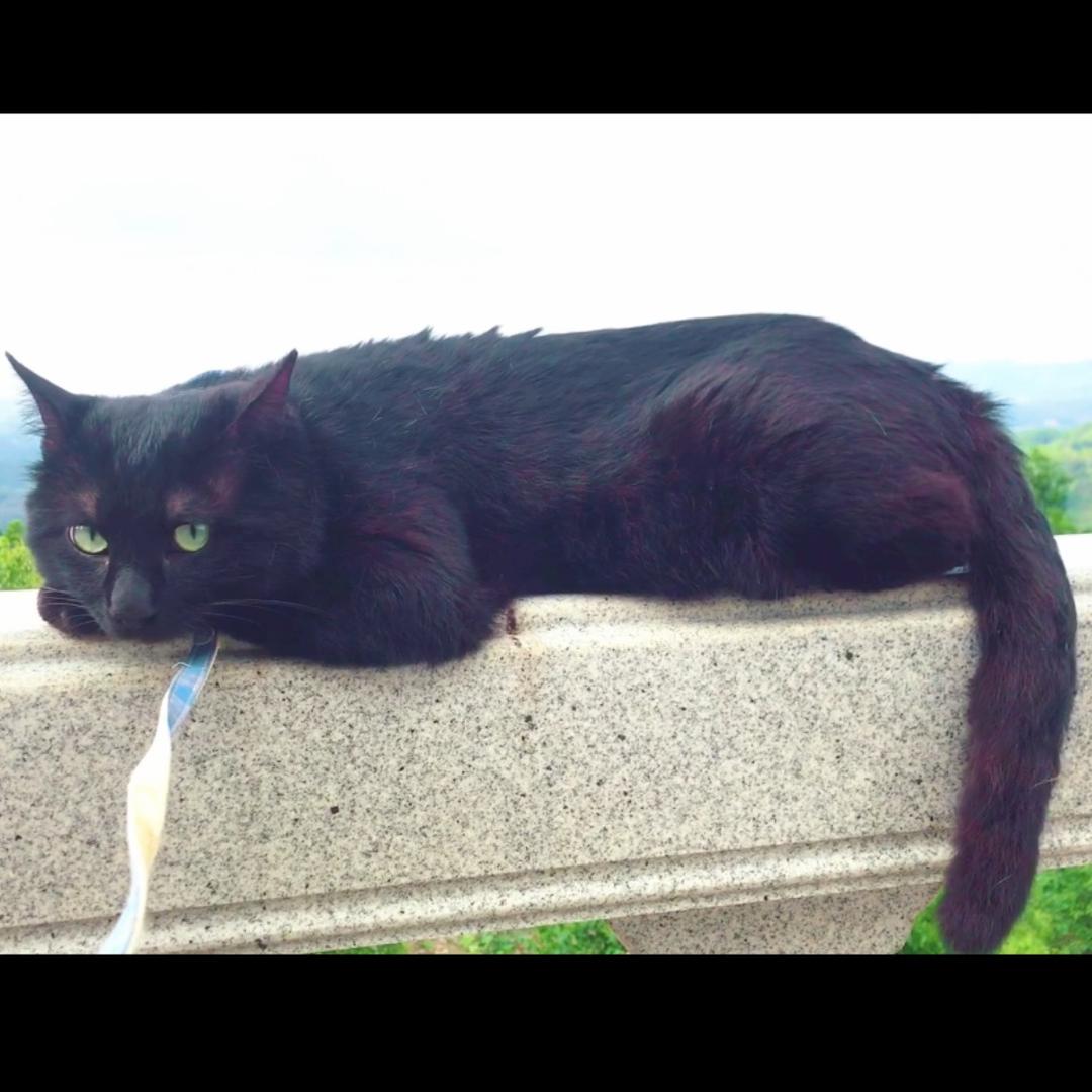 潮汕（猫公馆）