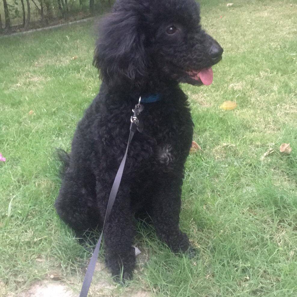 飞酱的忧郁大喷菇