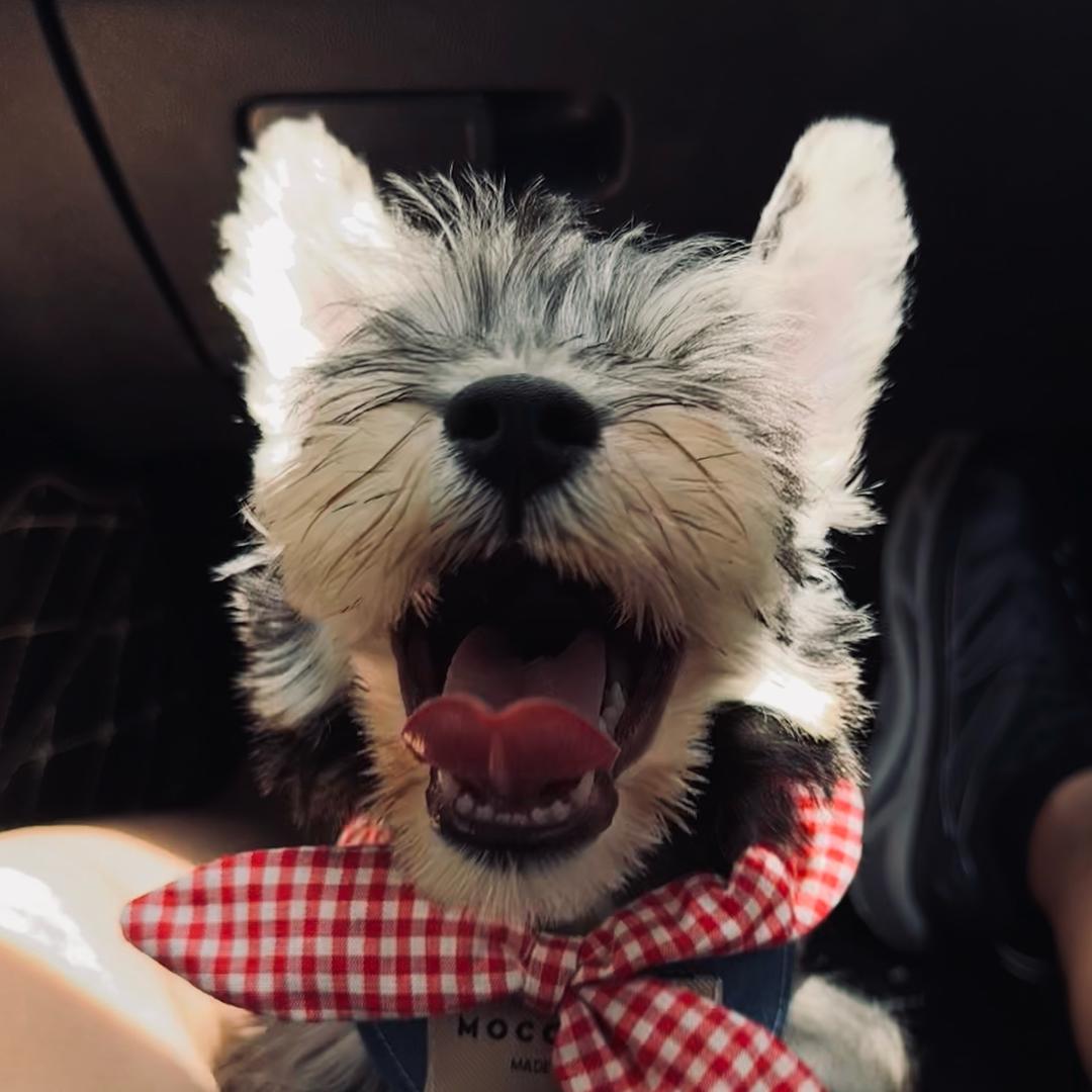 恶犬多米（五个月不会定点版）