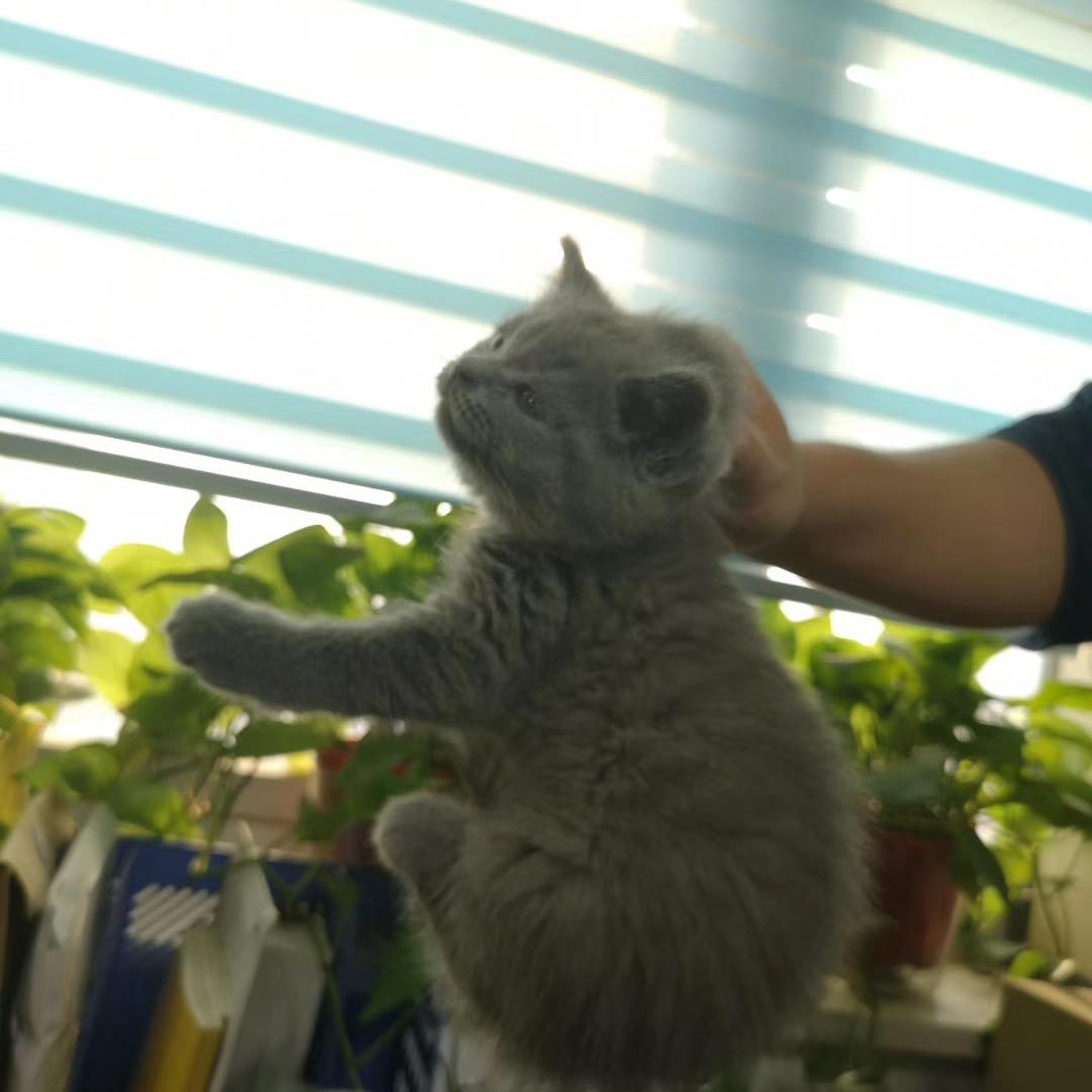 哆哆不太能