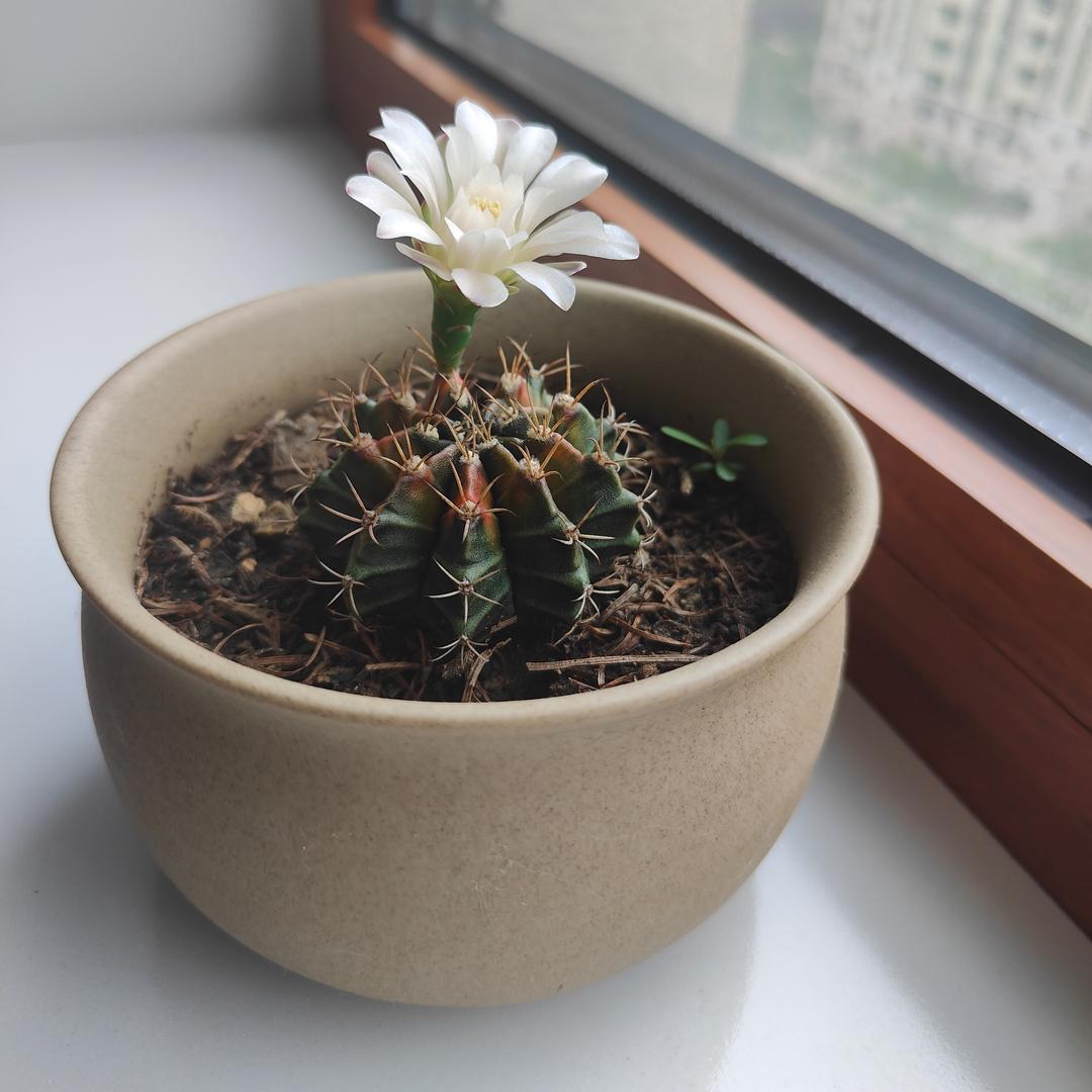 蓝桉释槐