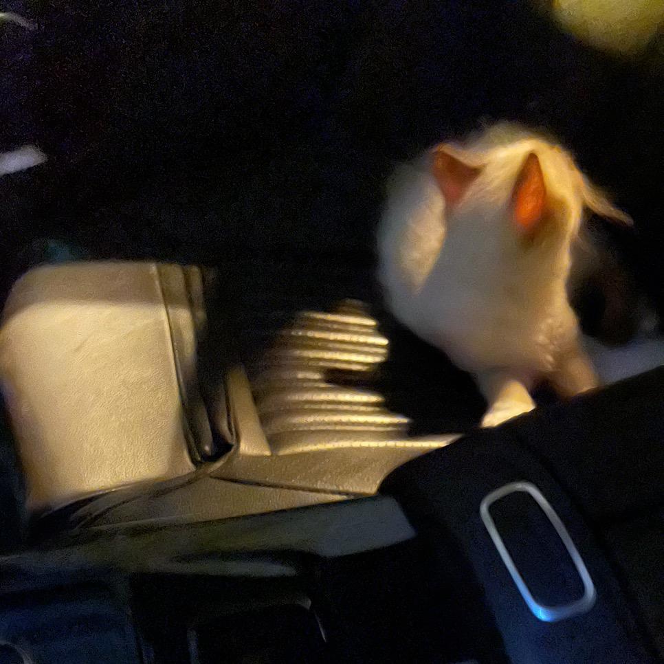 🌈芝麻馅的汤圆吖