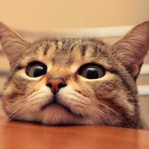 刘养猫