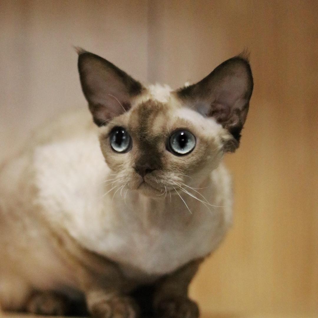 烟台紫菜德文猫舍（实体店）