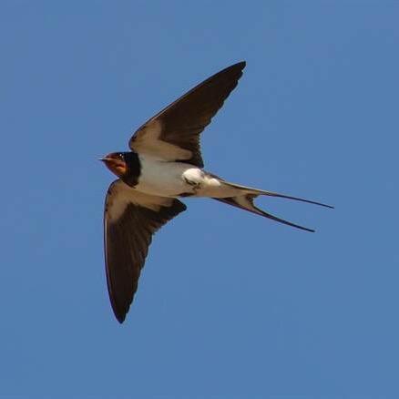 北京燕子在台北