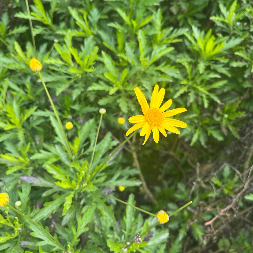 土豆炒洋芋